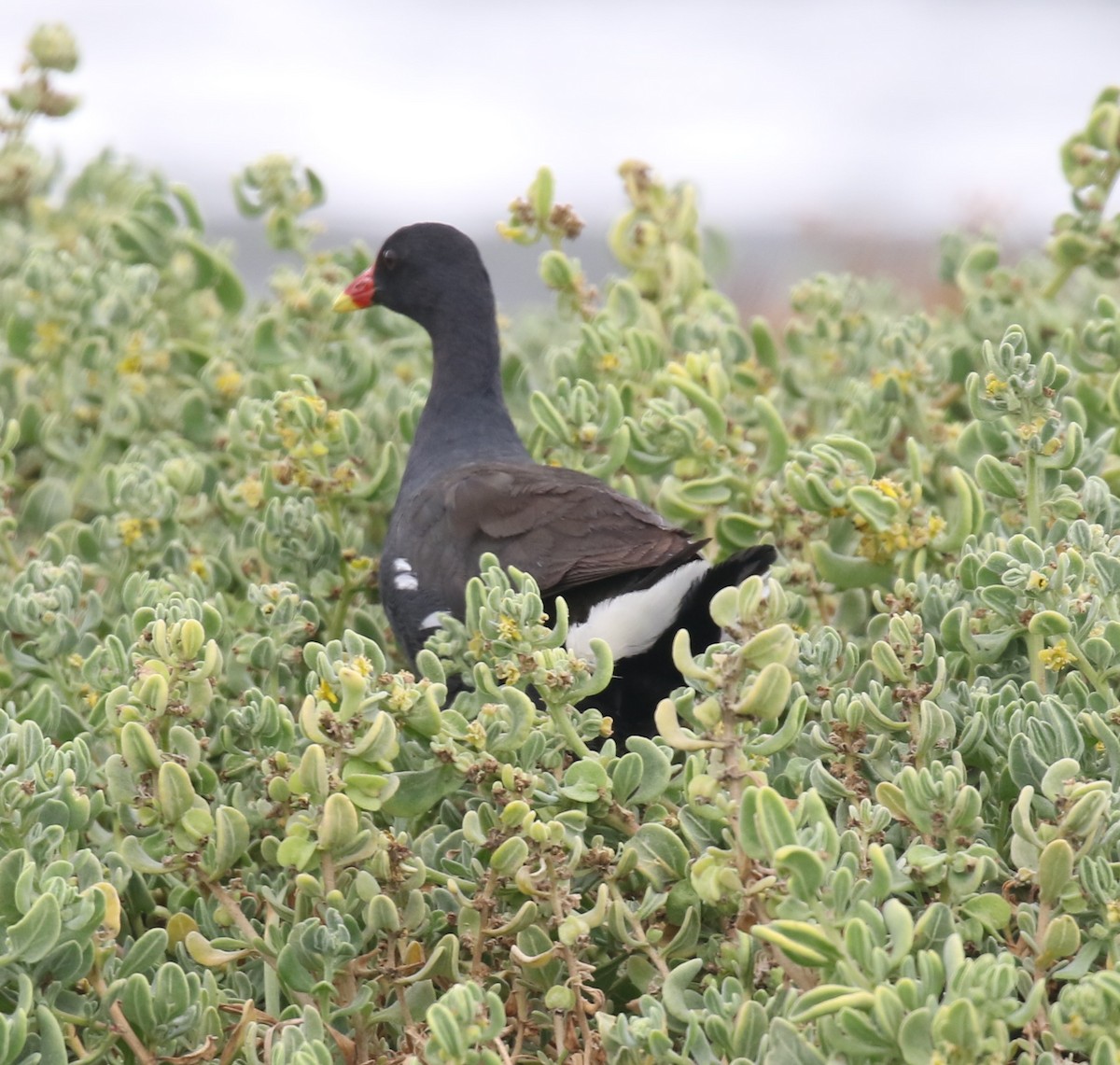 Eurasian Moorhen - ML629061049
