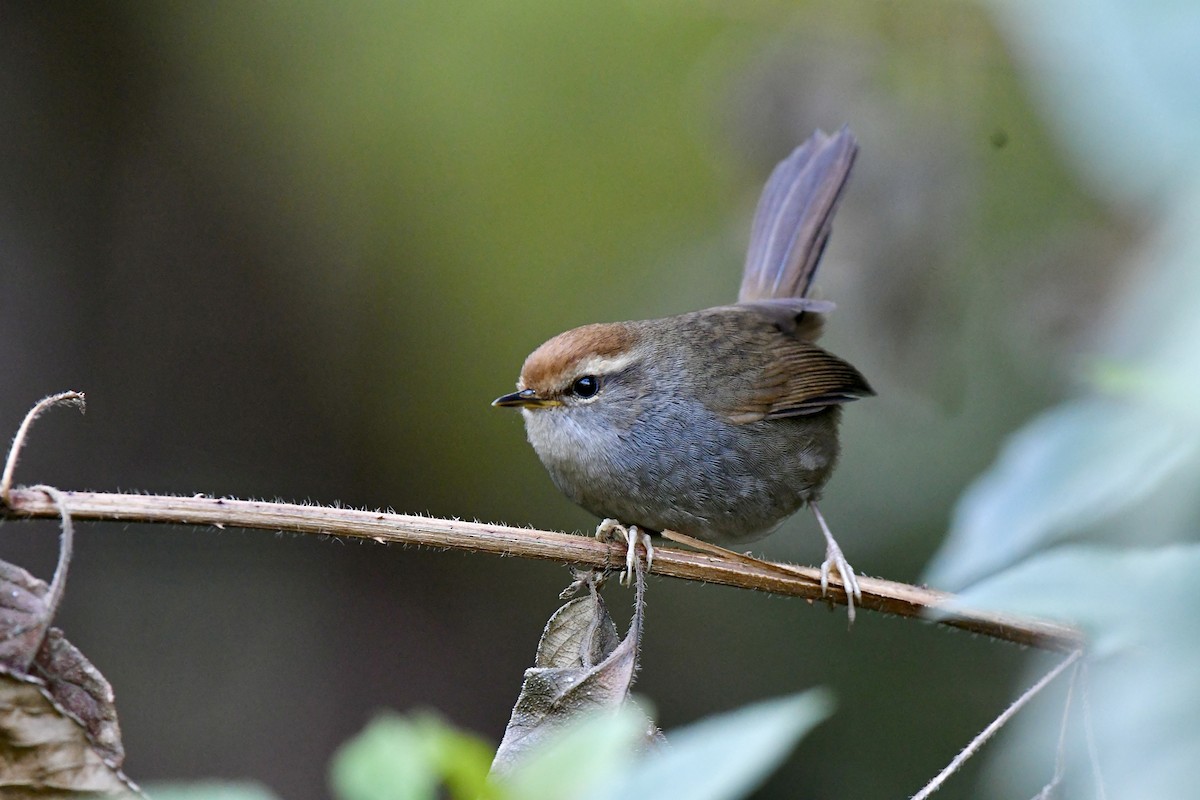 Gray-sided Bush Warbler - ML629061099