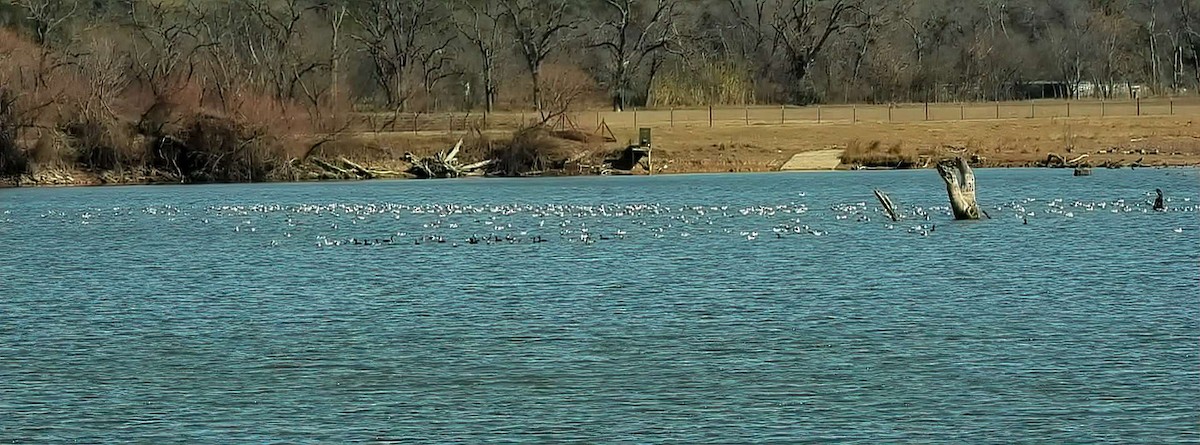 Ring-billed Gull - ML629061106