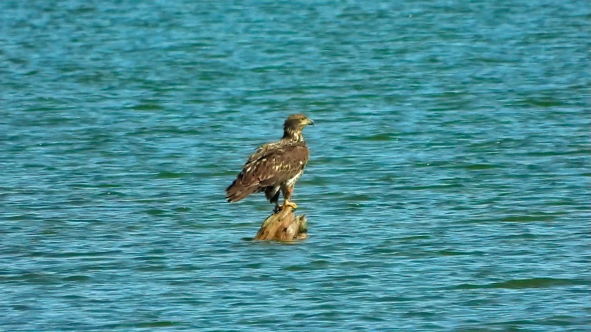 Bald Eagle - ML629061117