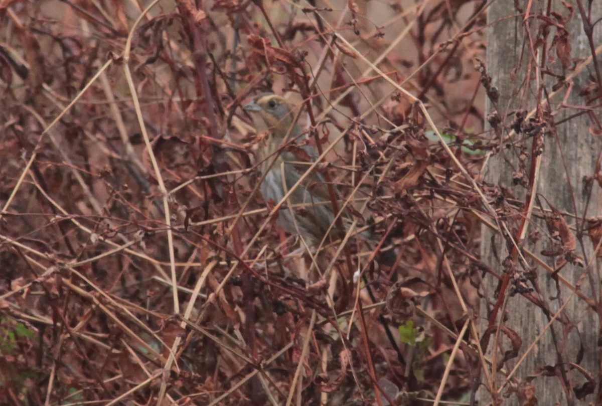 Nelson's Sparrow - ML629061182