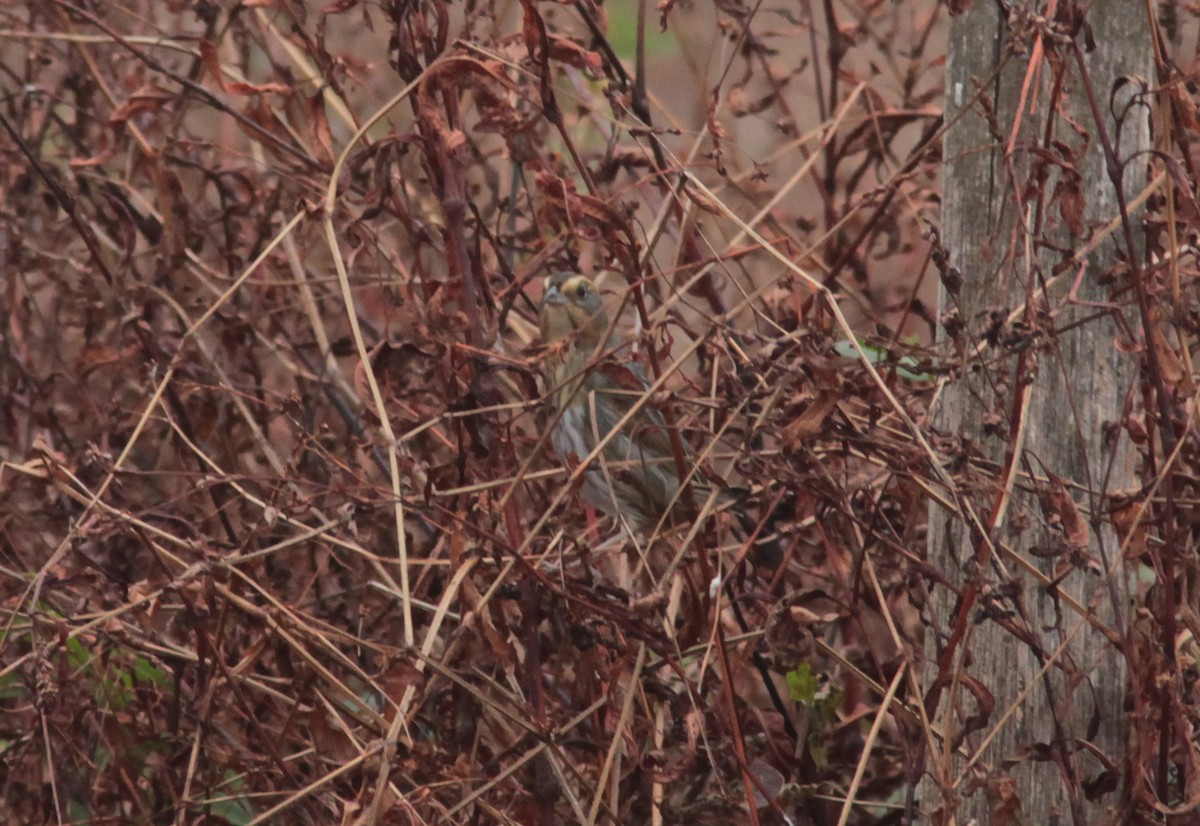 Nelson's Sparrow - ML629061183