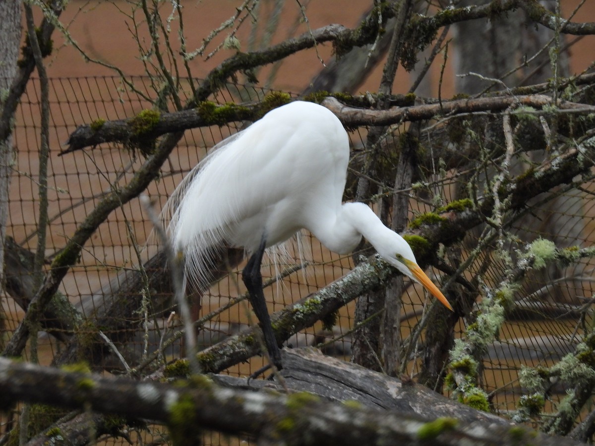 egretthegre - ML629061213