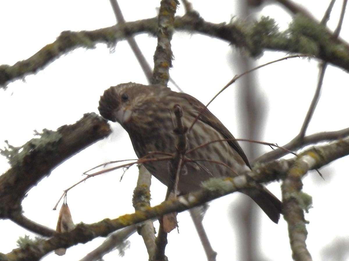 purpurfink - ML629061226