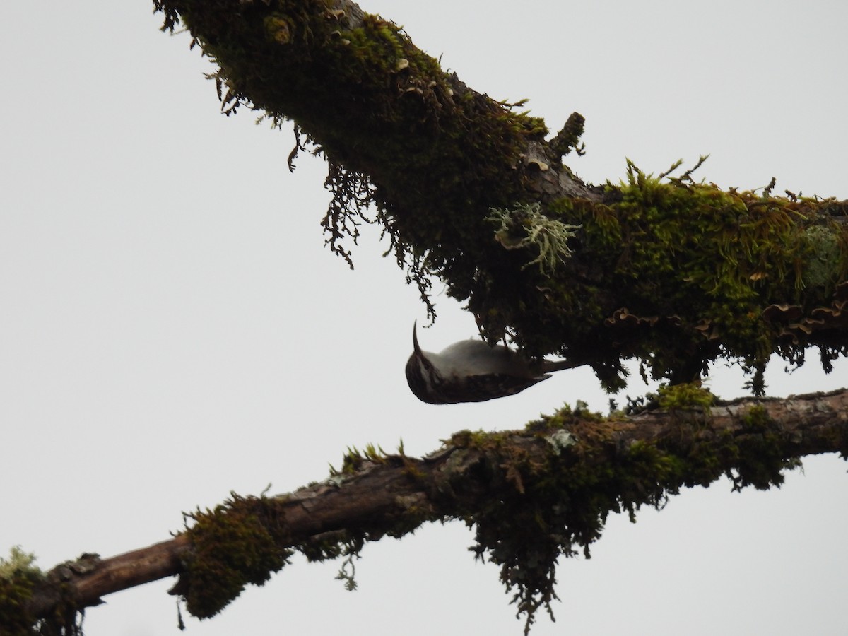 amerikatrekryper - ML629061259