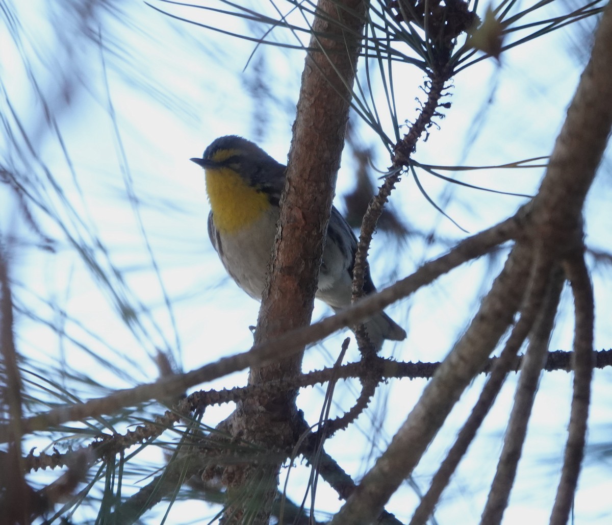 Grace's Warbler - ML629061429