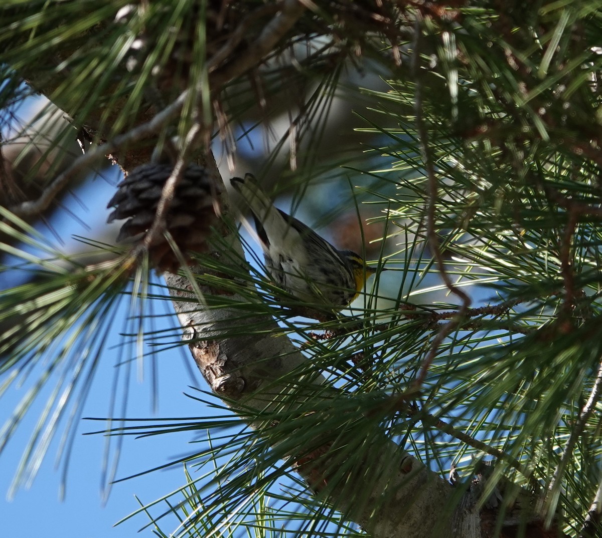 Grace's Warbler - ML629061430