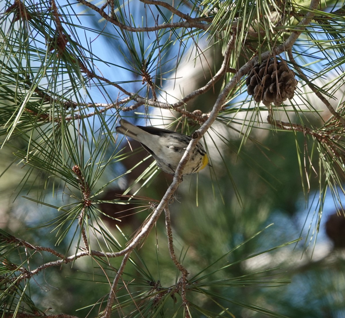 Grace's Warbler - ML629061432