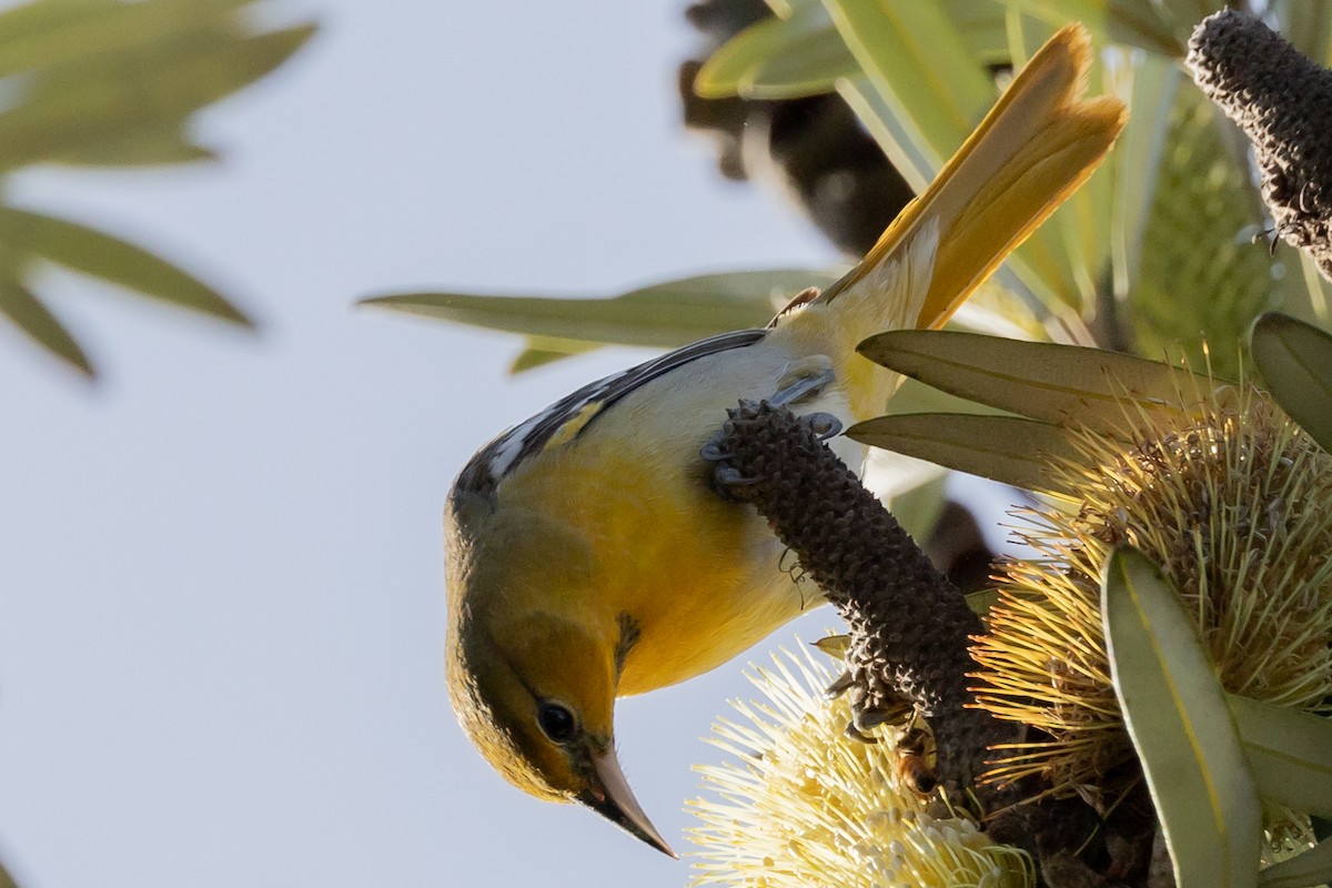 Bullock's Oriole - ML629061458