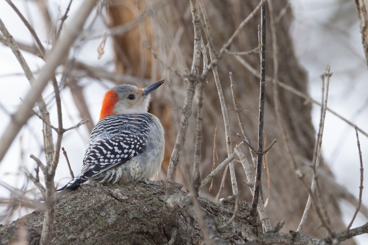 Red-bellied Woodpecker - ML629061486