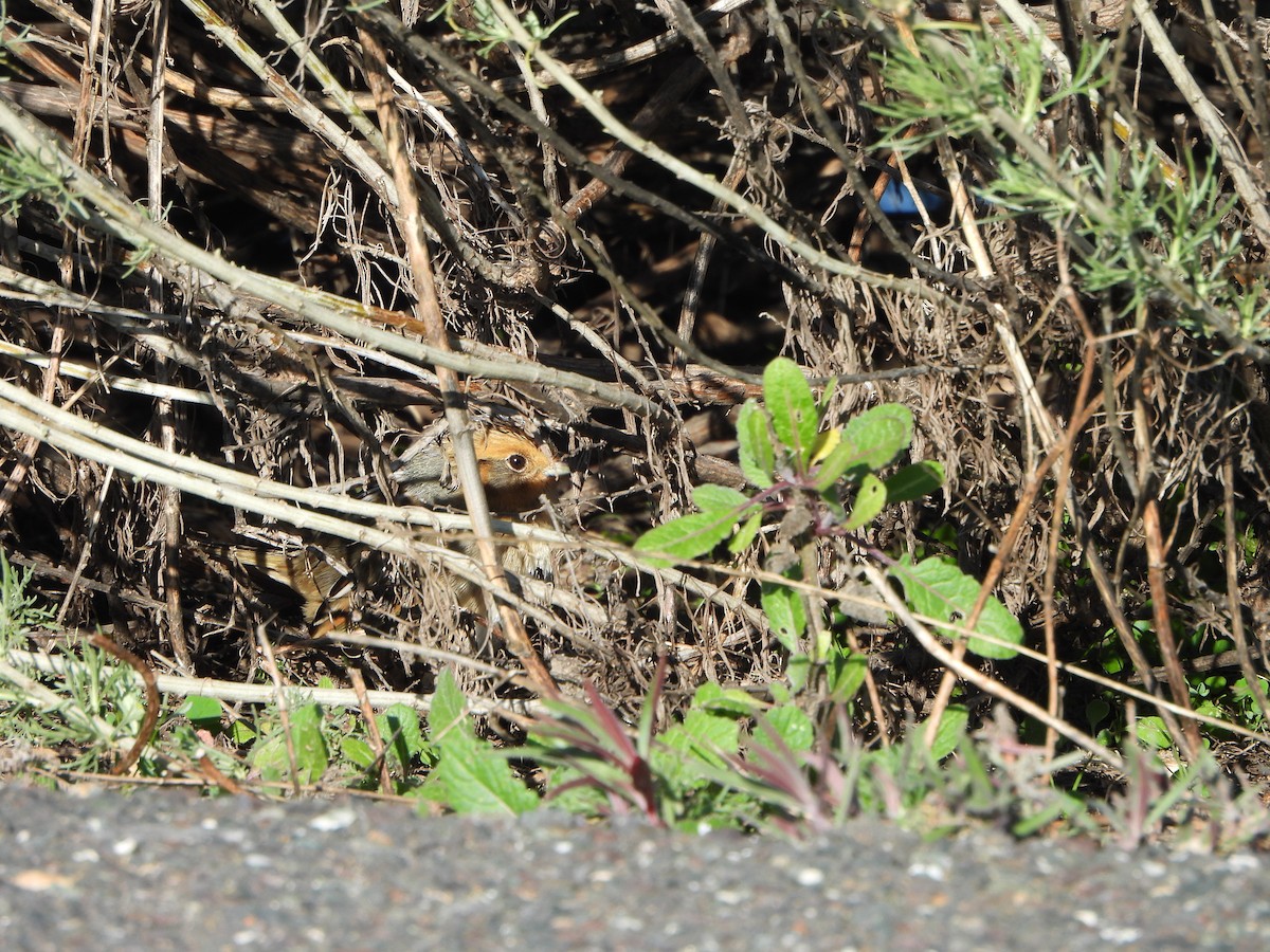 Nelson's Sparrow - ML629061500