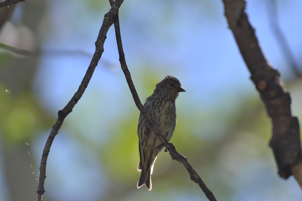 Pine Siskin - ML62906151