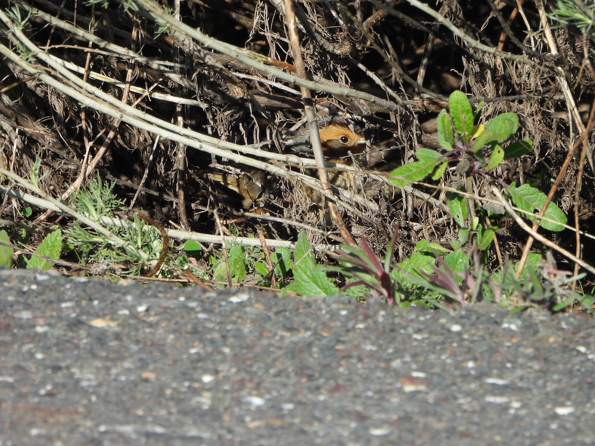 Nelson's Sparrow - ML629061510