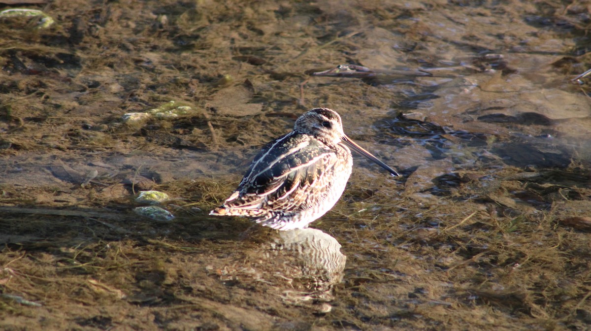 Wilson's Snipe - ML629061578