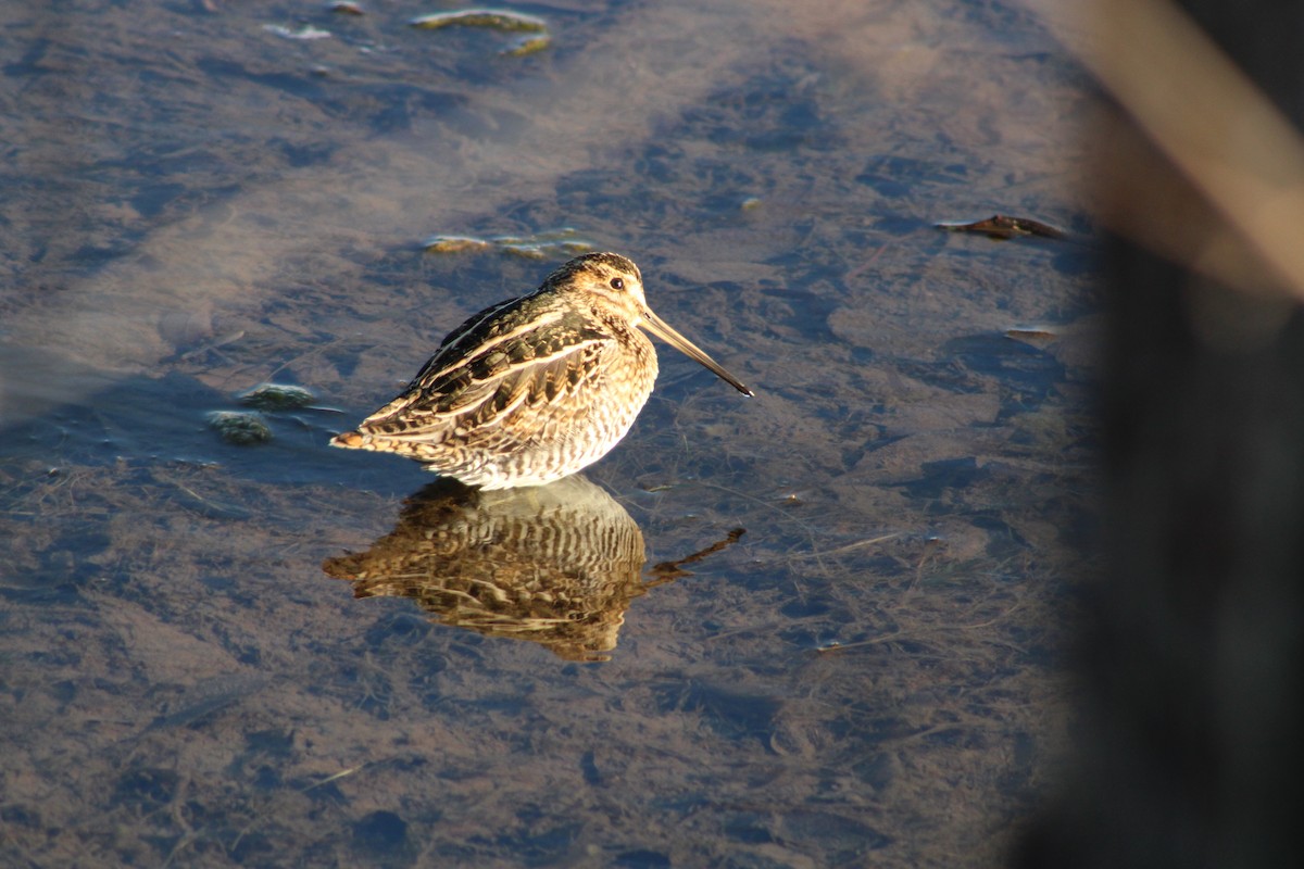 Wilson's Snipe - ML629061580