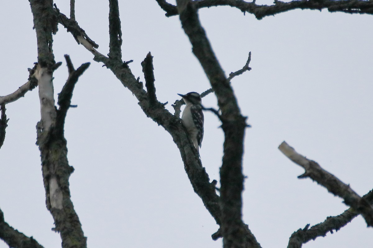 Downy Woodpecker (Eastern) - ML629061621