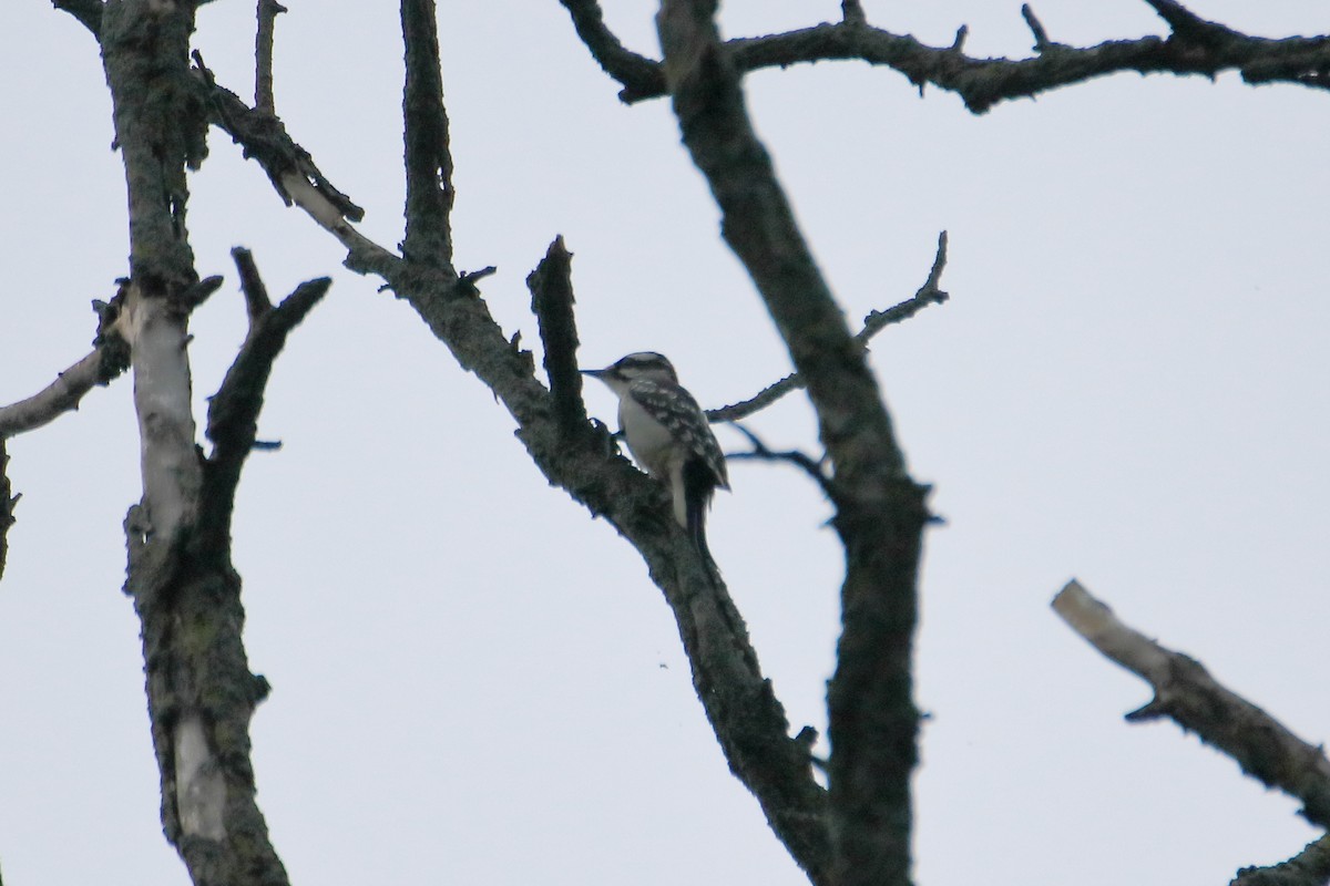 Downy Woodpecker (Eastern) - ML629061622