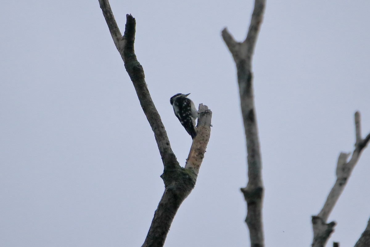 Downy Woodpecker (Eastern) - ML629061623