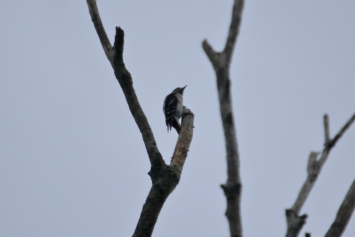 Downy Woodpecker (Eastern) - ML629061624
