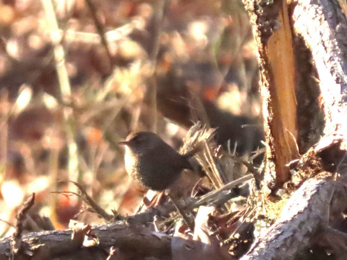 Winter Wren - ML629061748