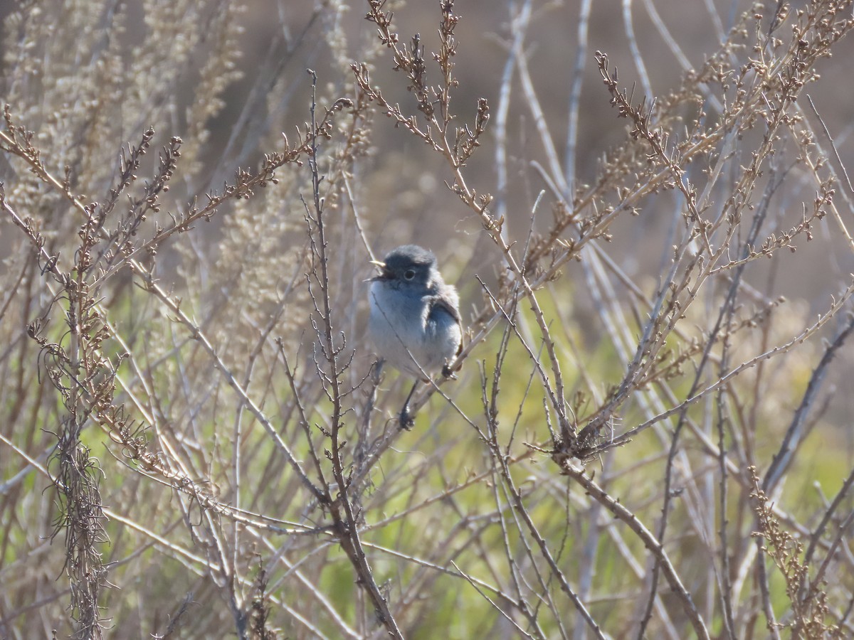 California Gnatcatcher - ML629061759