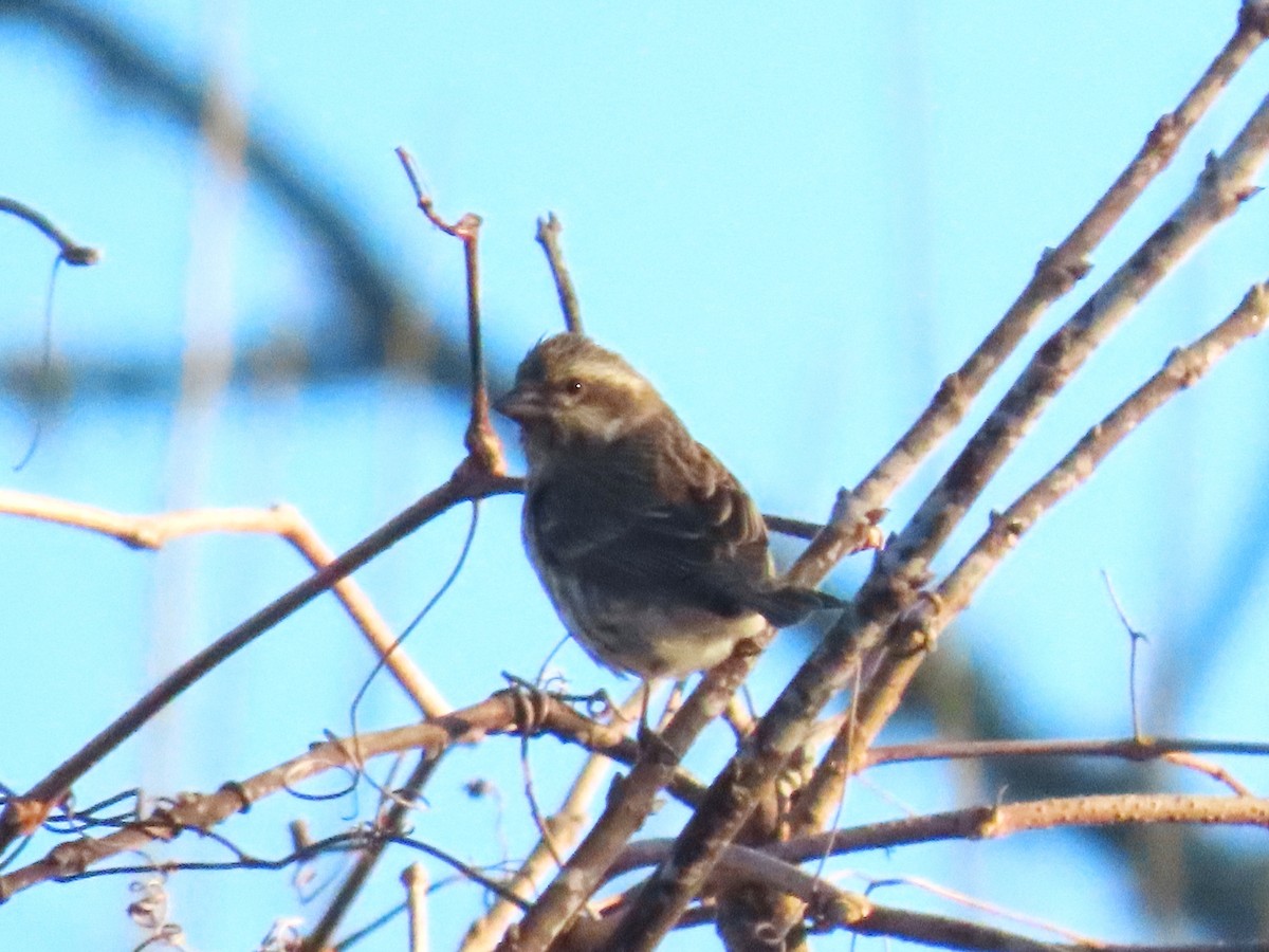 Purple Finch - ML629061763