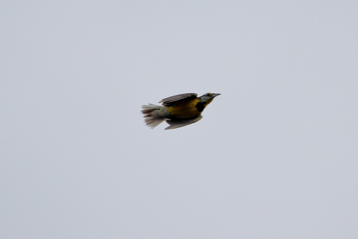 Eastern Meadowlark (Eastern) - ML629061770