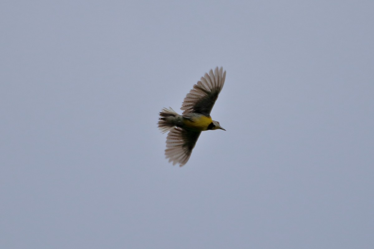 Eastern Meadowlark (Eastern) - ML629061771