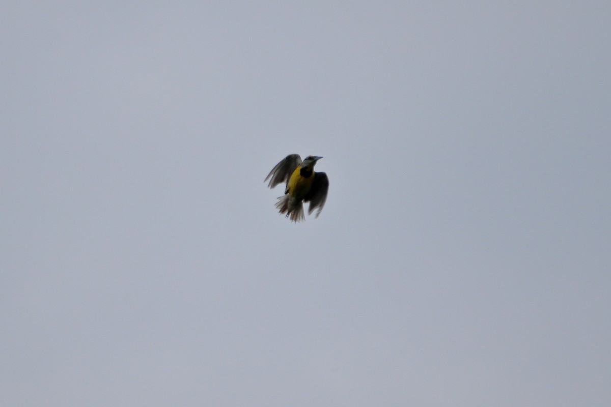 Eastern Meadowlark (Eastern) - ML629061772