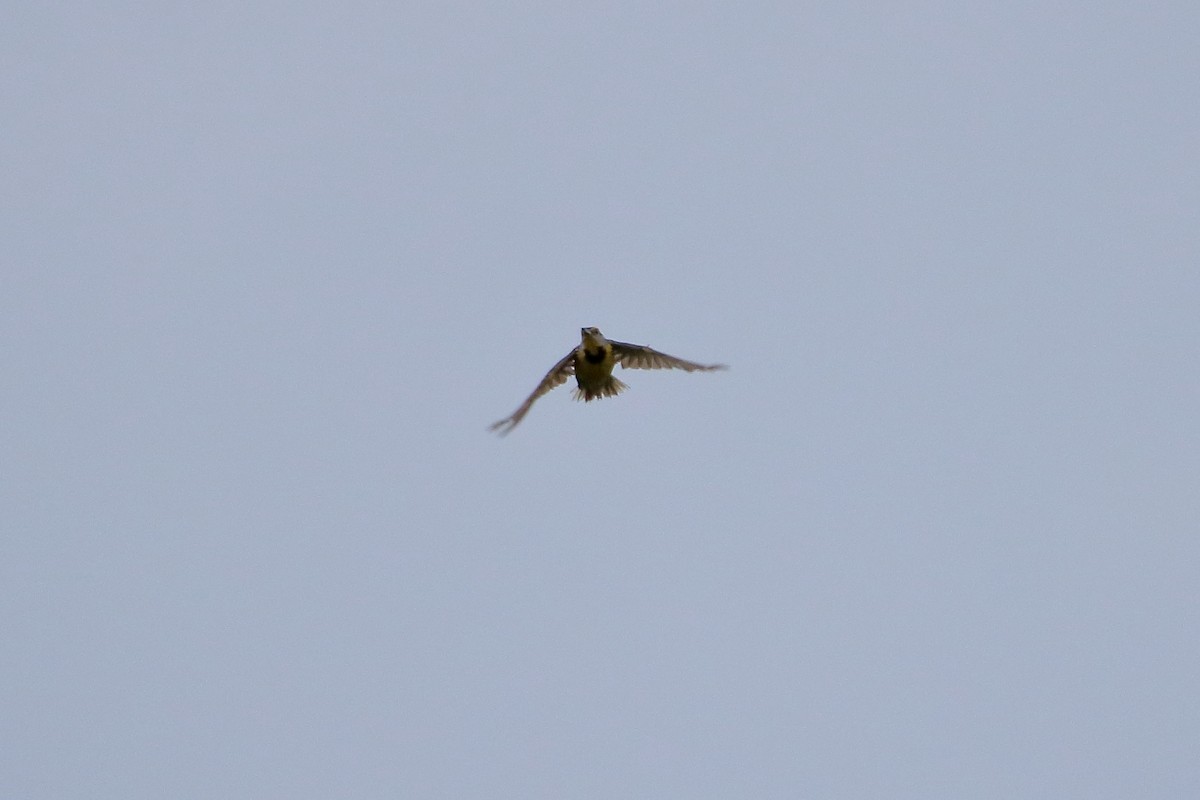 Eastern Meadowlark (Eastern) - ML629061773