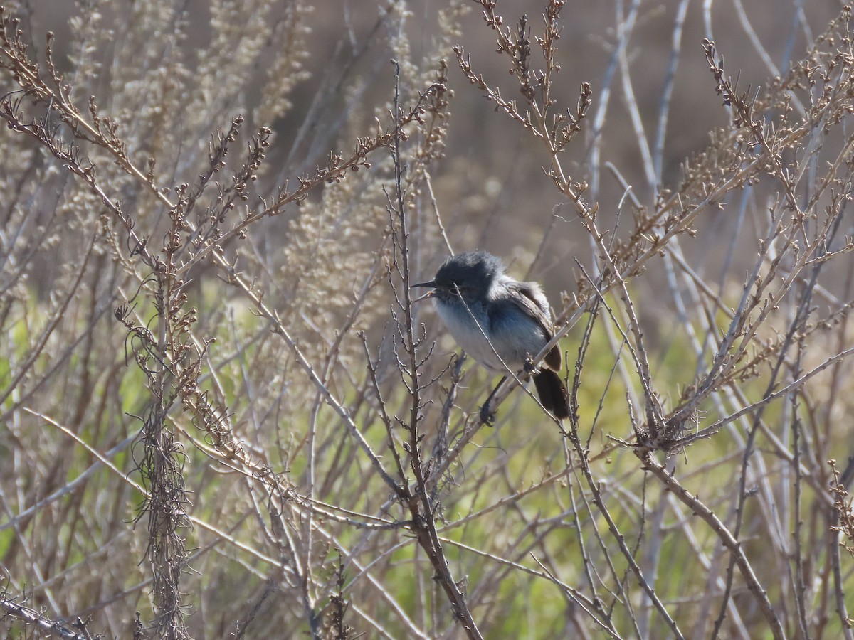 California Gnatcatcher - ML629061778