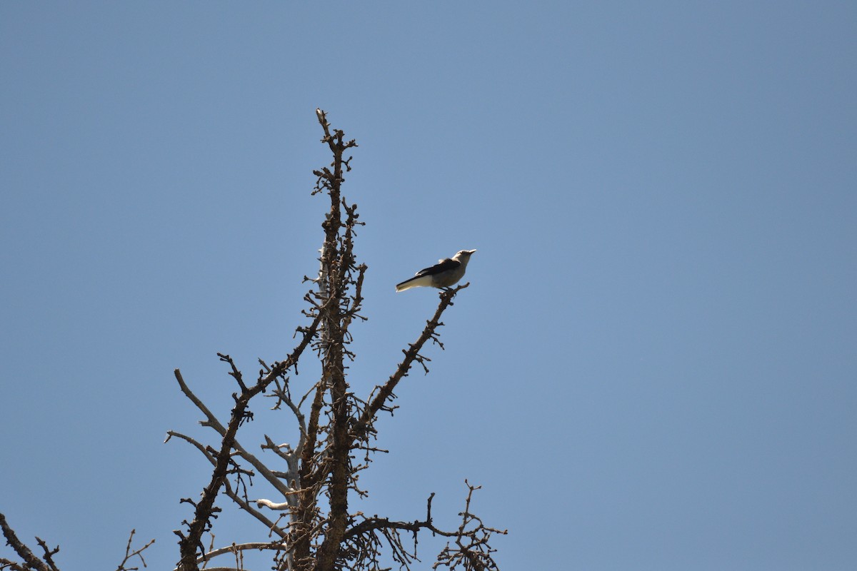 Clark's Nutcracker - ML62906181