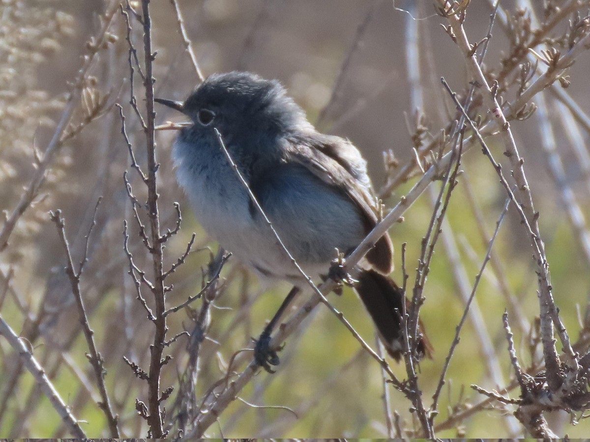 California Gnatcatcher - ML629061820