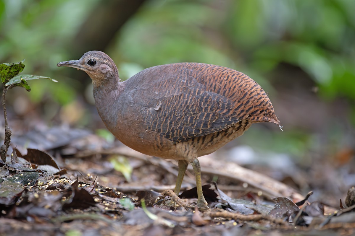 Yellow-legged Tinamou (noctivagus) - ML629061857