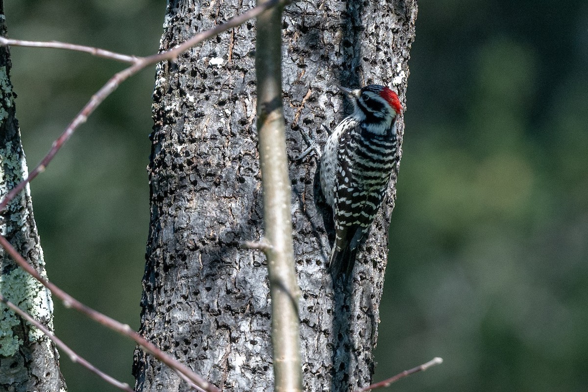 Nuttall's Woodpecker - ML629061876