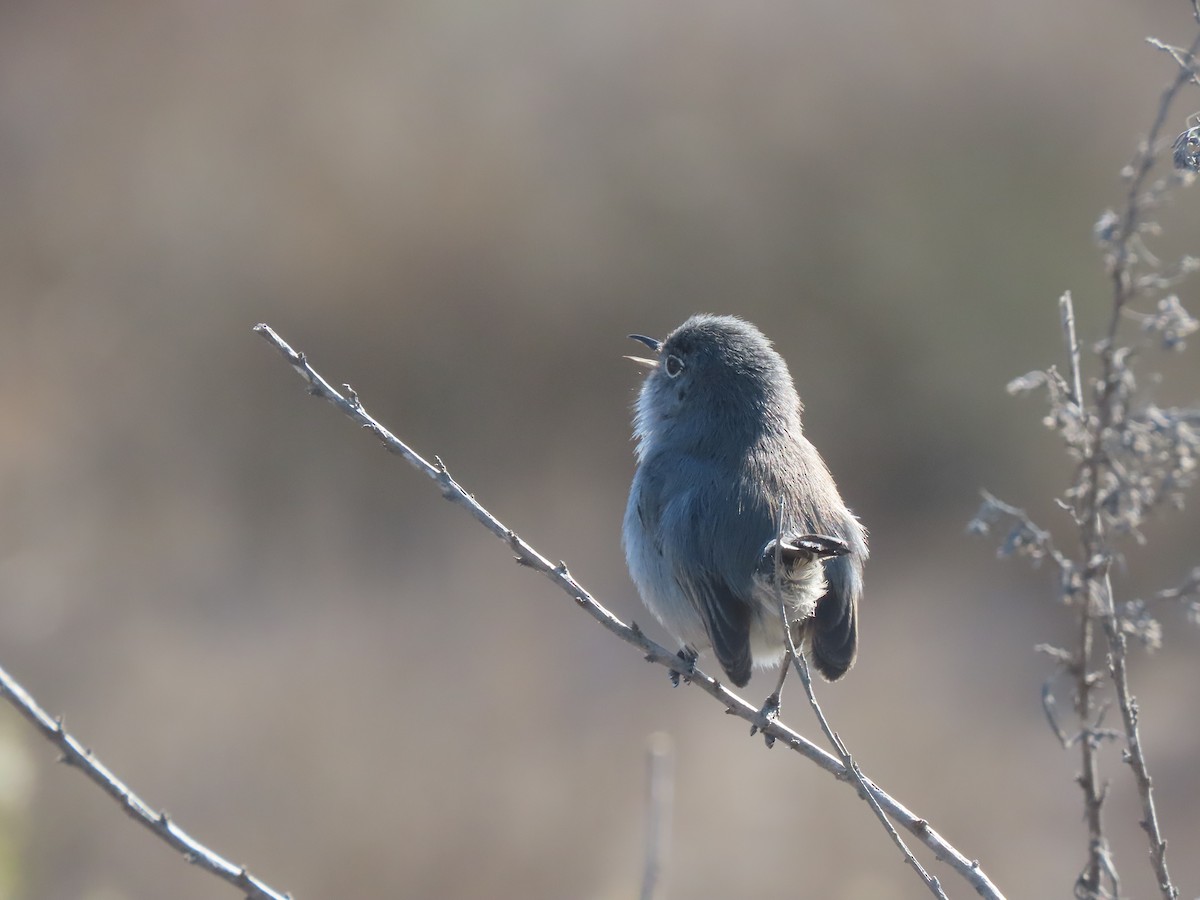 California Gnatcatcher - ML629061887