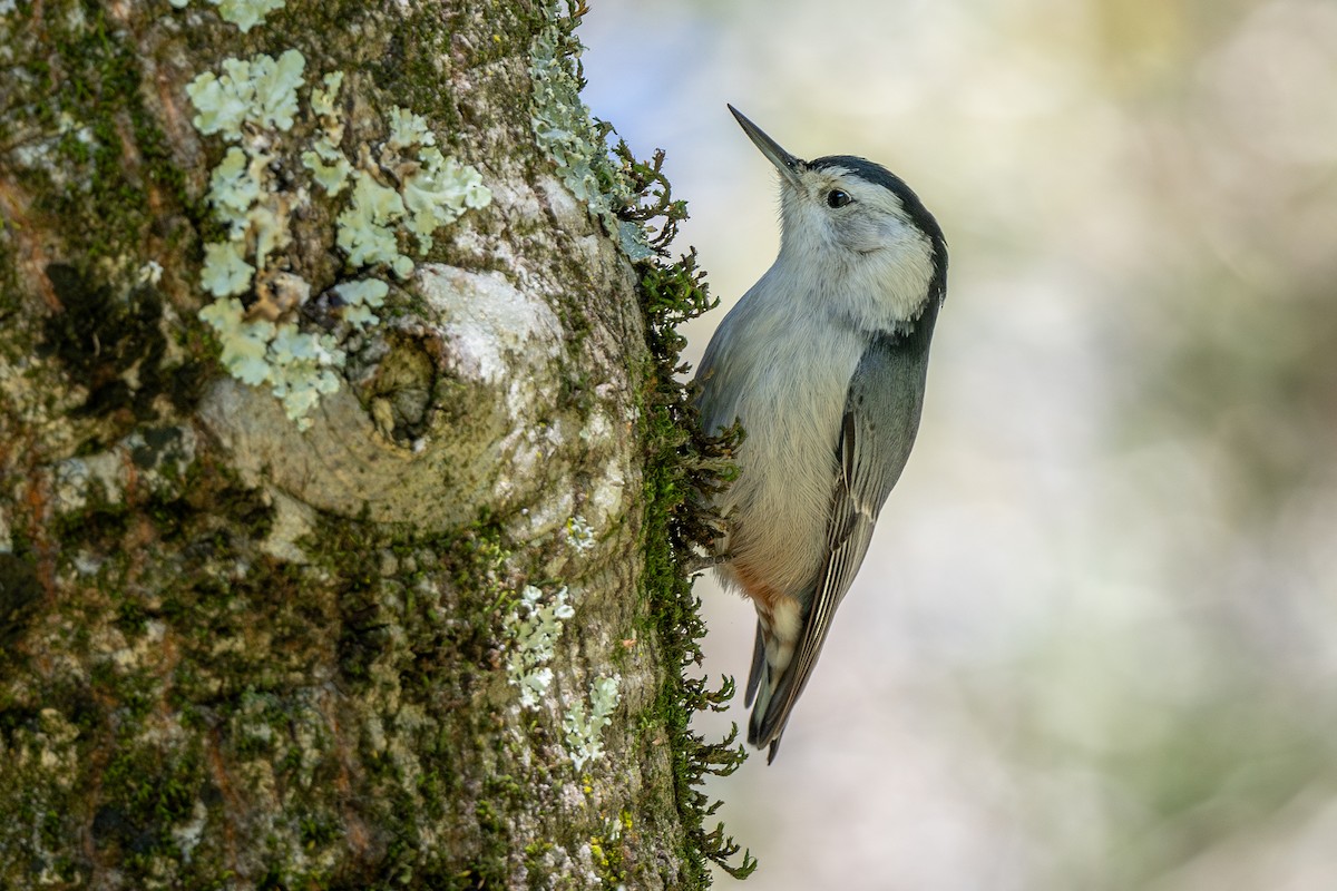 White-breasted Nuthatch - ML629061889