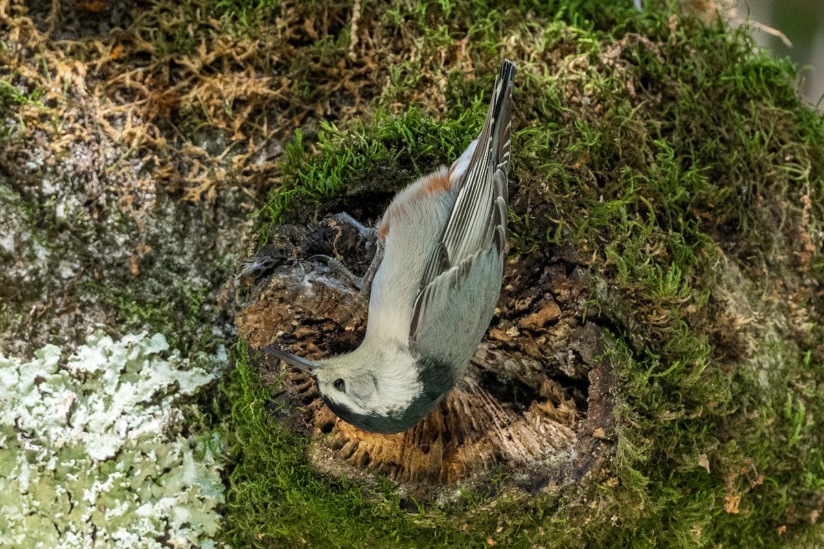 White-breasted Nuthatch - ML629061894