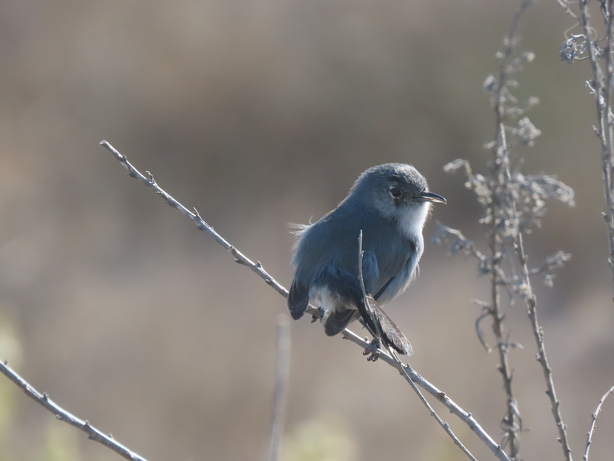 California Gnatcatcher - ML629061909