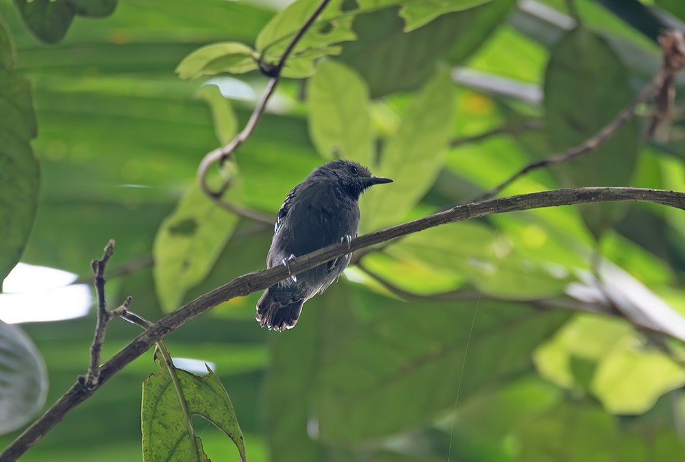 Salvadori's Antwren - ML629061913