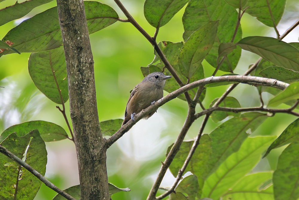 Salvadori's Antwren - ML629061934