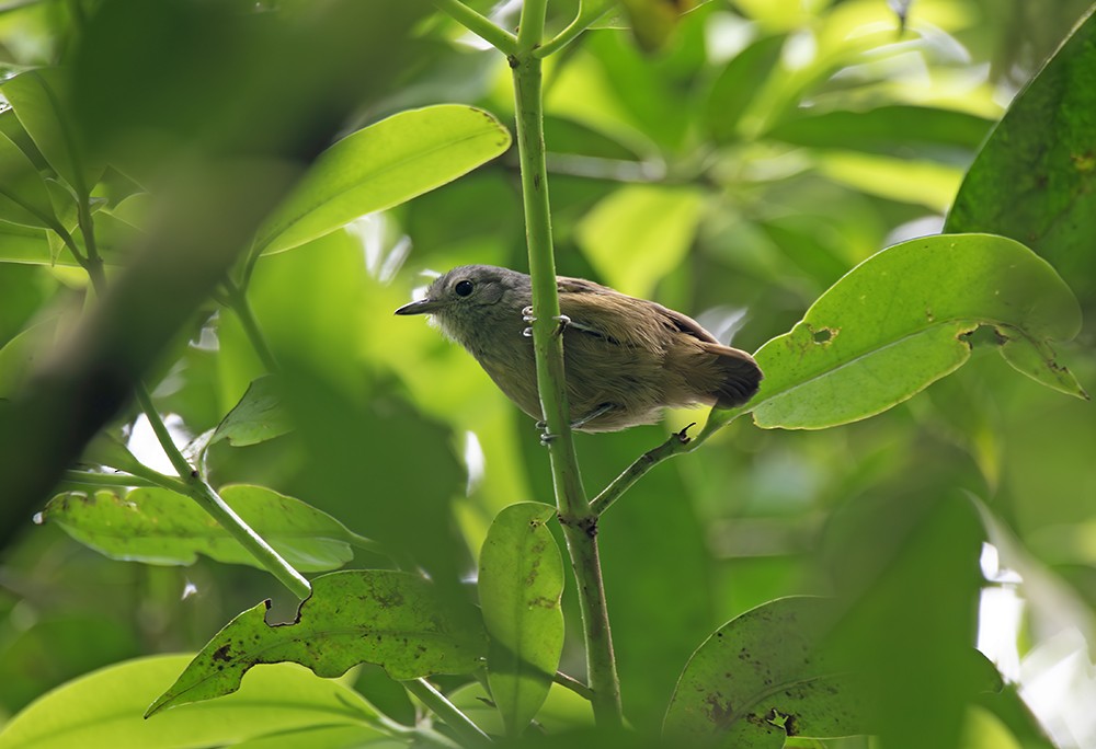 Salvadori's Antwren - ML629061936