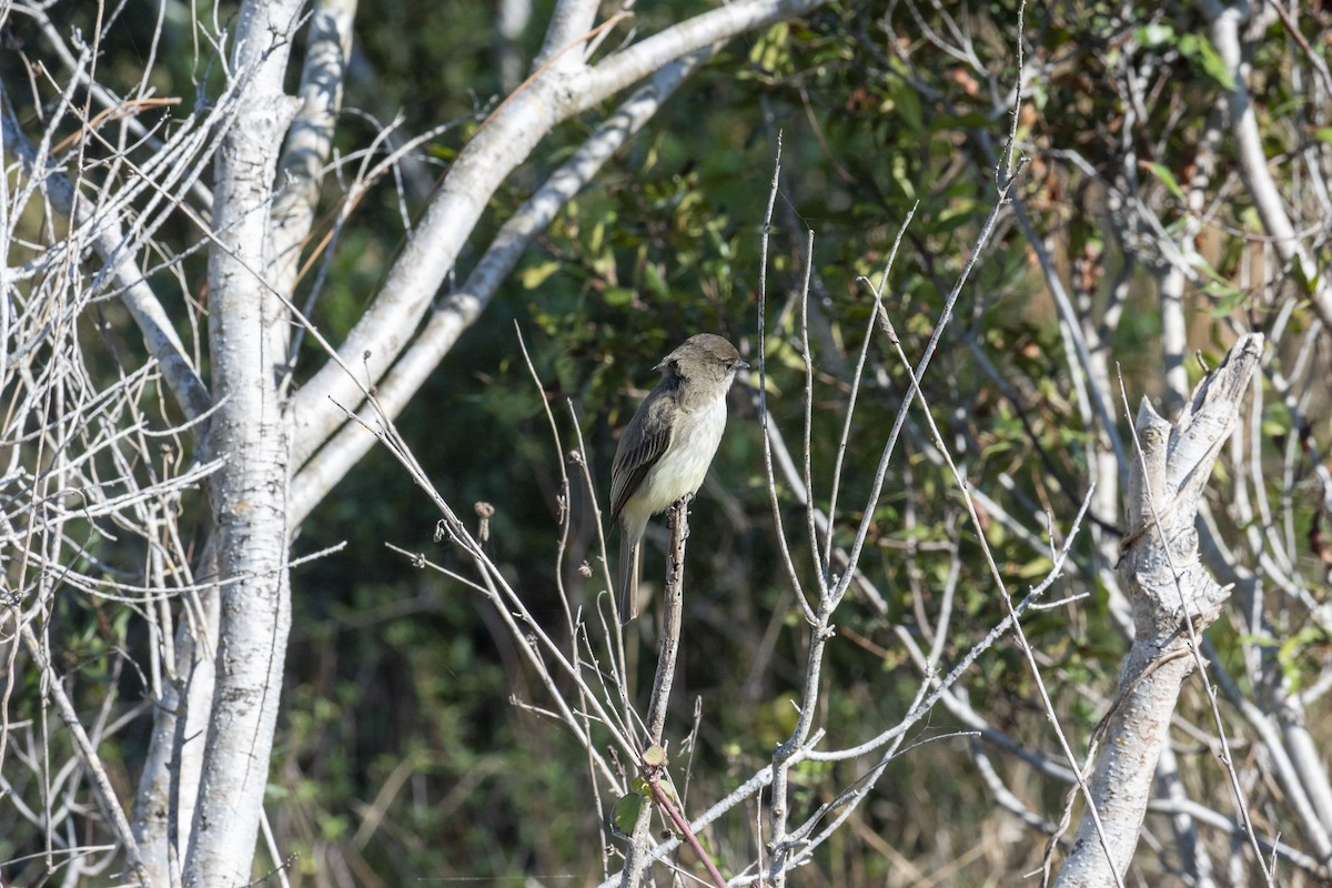 Eastern Phoebe - ML629061950