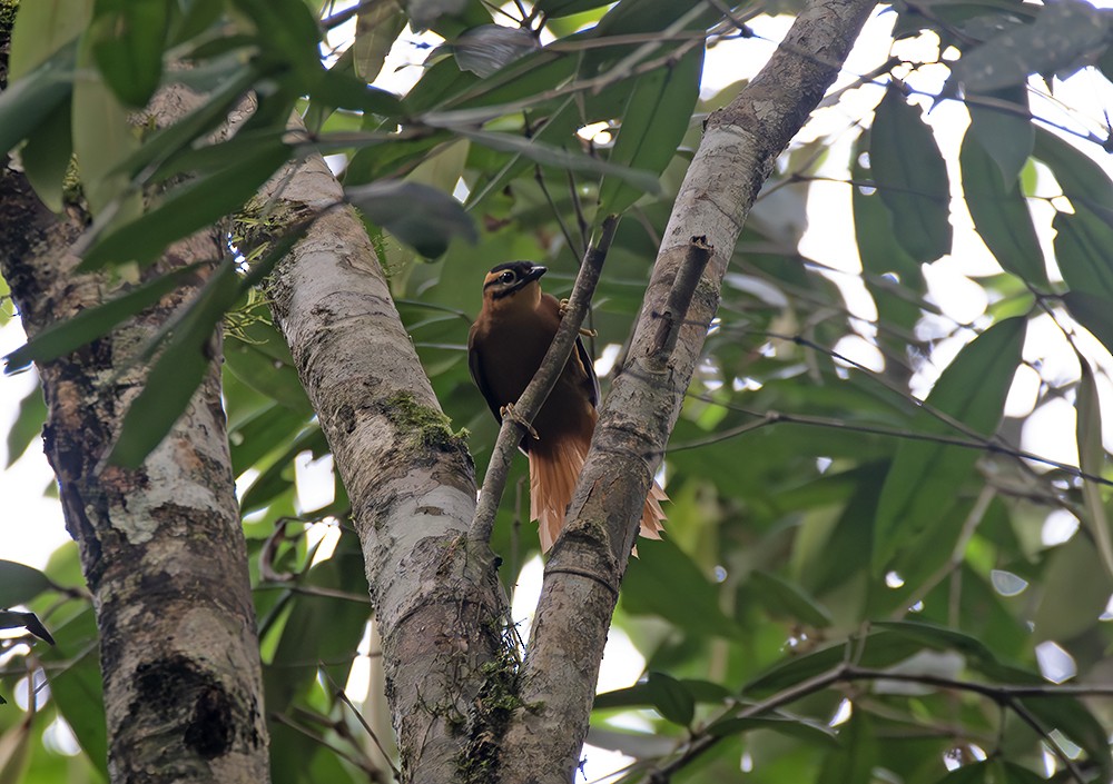 Black-capped Foliage-gleaner - ML629061964