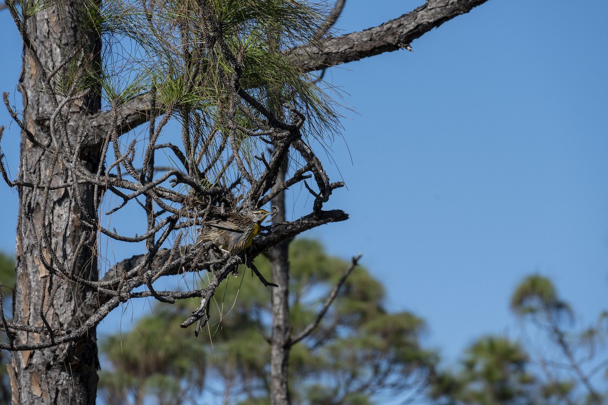 Eastern Meadowlark - ML629061967