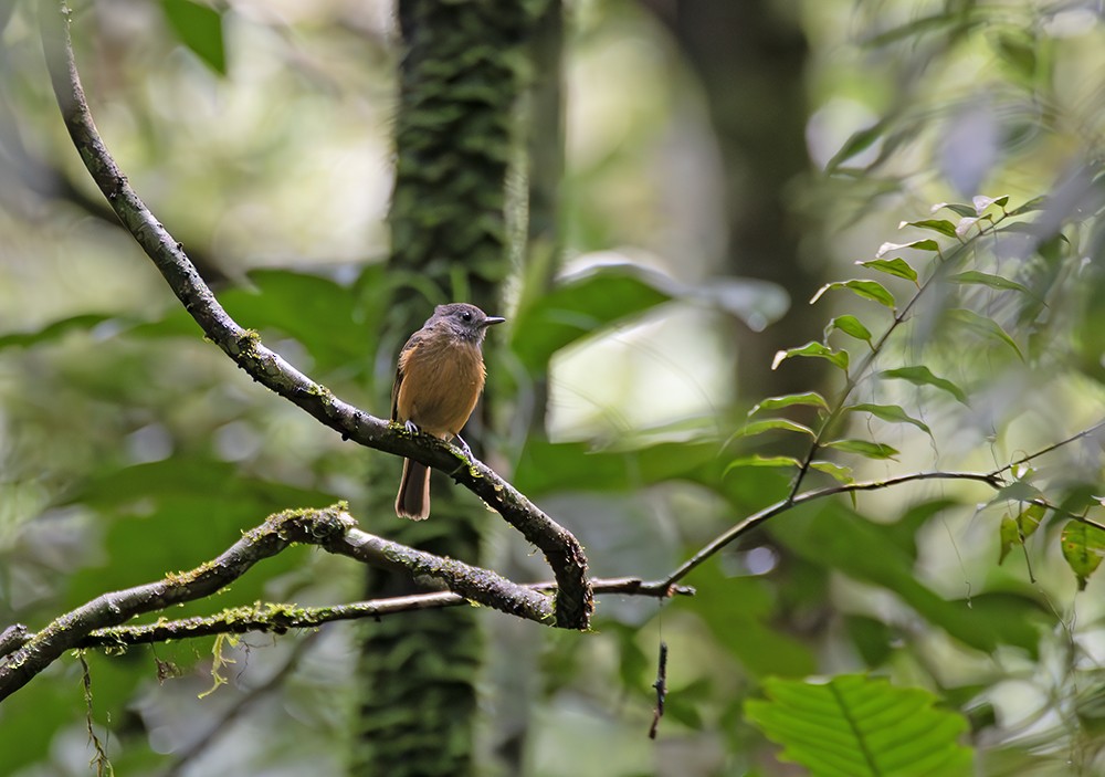 Gray-hooded Flycatcher - ML629061978