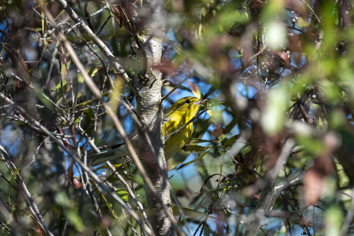 Pine Warbler - ML629061983