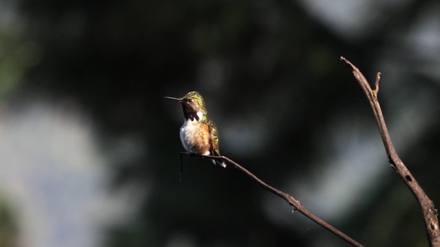 Bumblebee Hummingbird - ML629061993