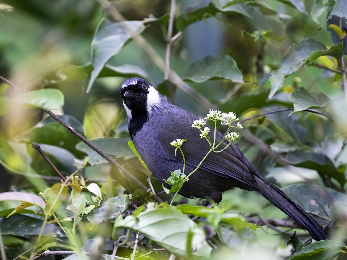 Black-throated Laughingthrush - ML629062021