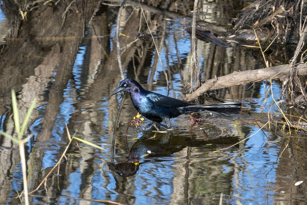 Common Grackle - ML629062031